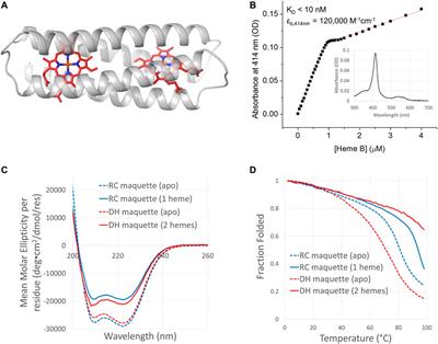 Rational design of photosynthetic reaction center protein maquettes